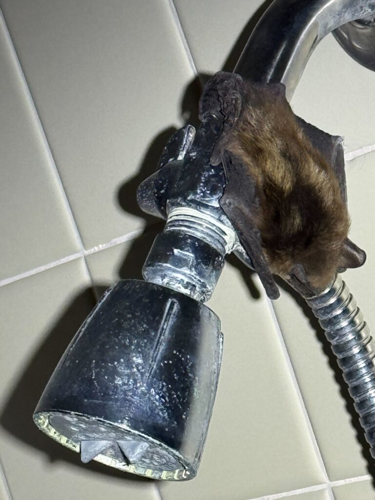 Bat Control Greensboro