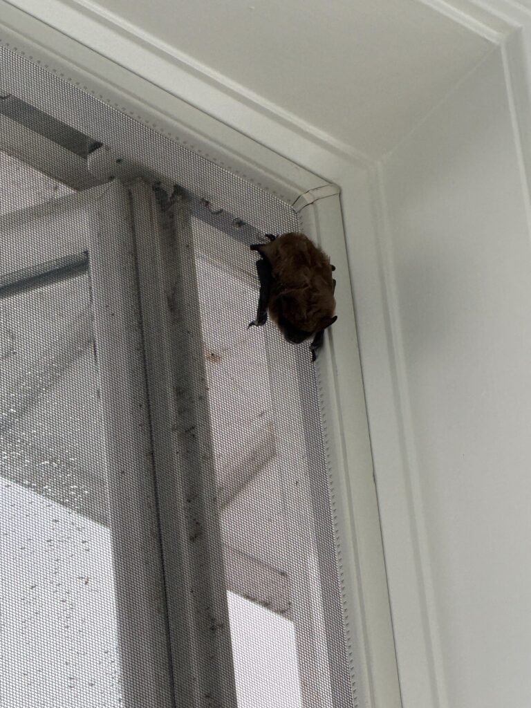 Bat Control Greensboro