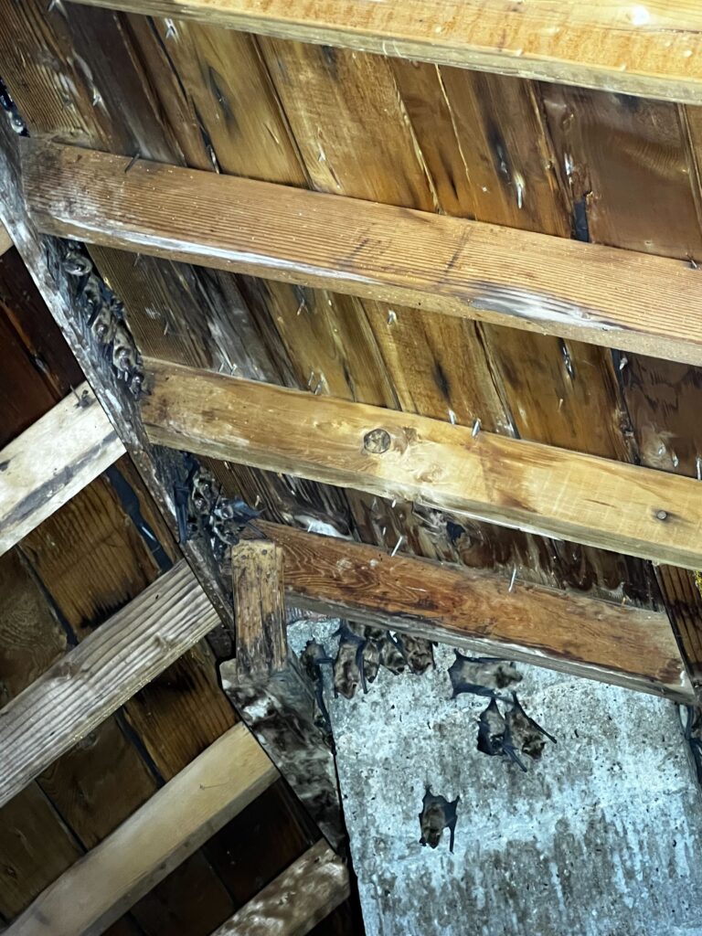 Bat Control Greensboro