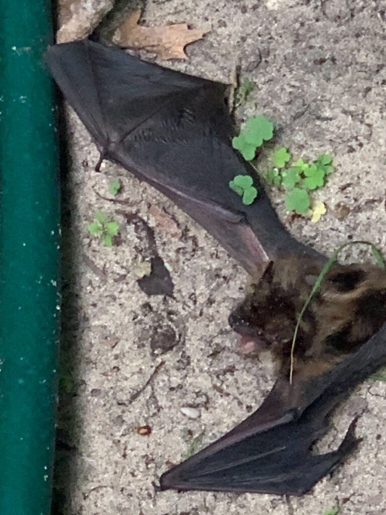 Bat Control Greensboro