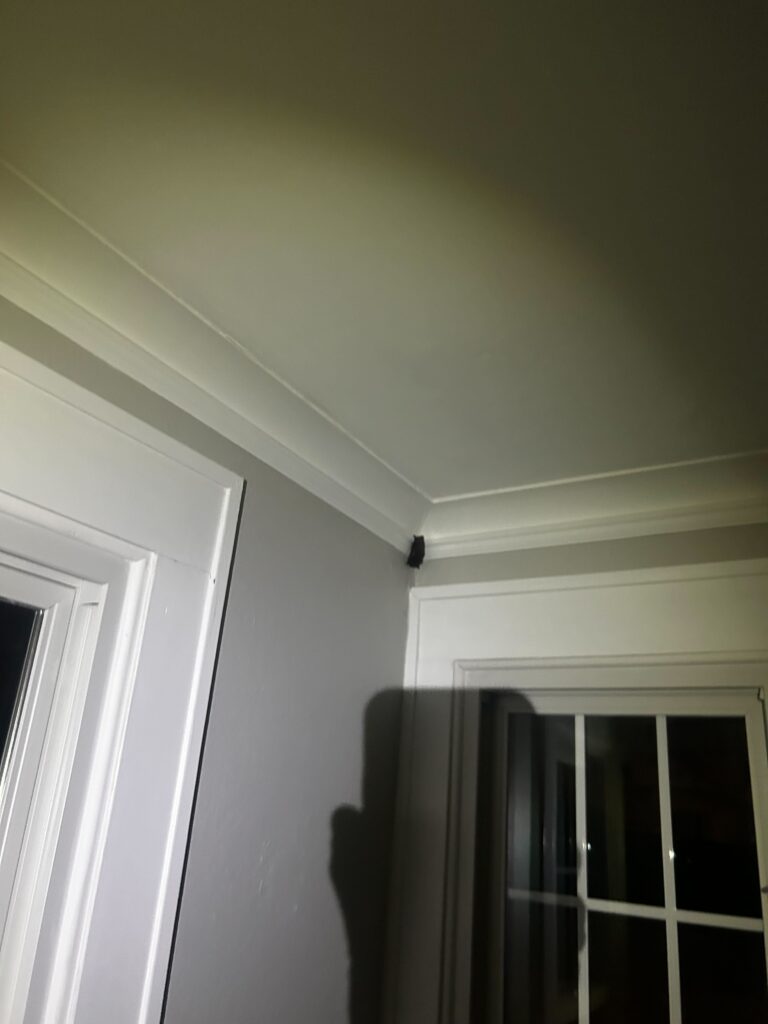 Bat Control Greensboro