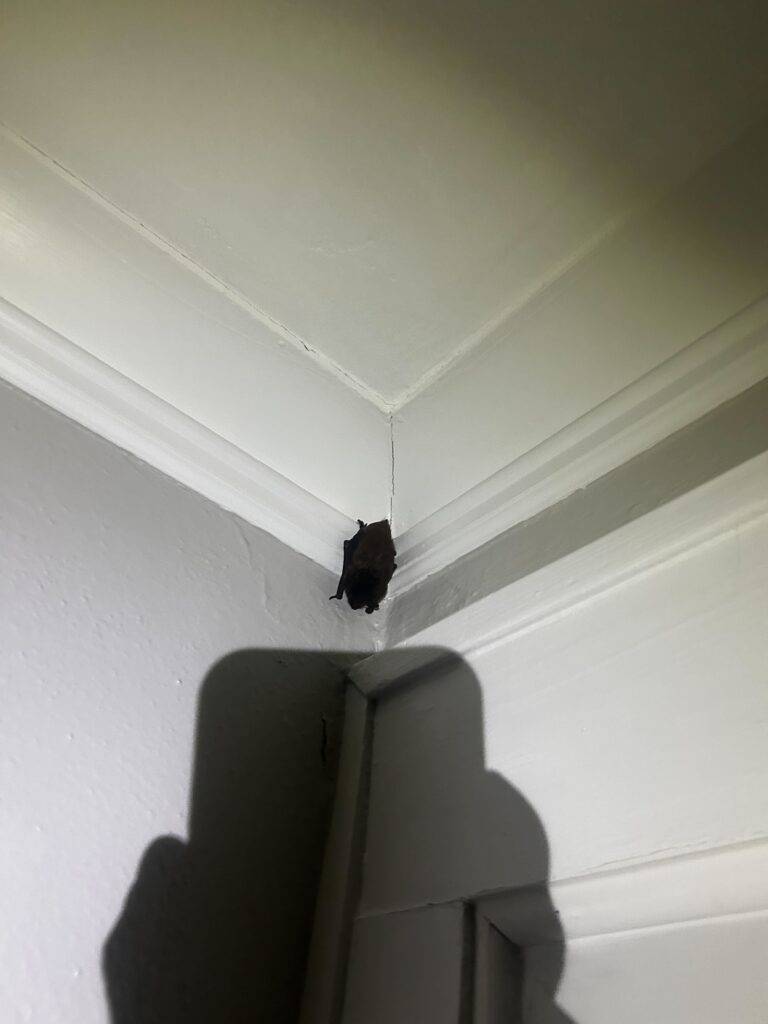 Bat Control Greensboro